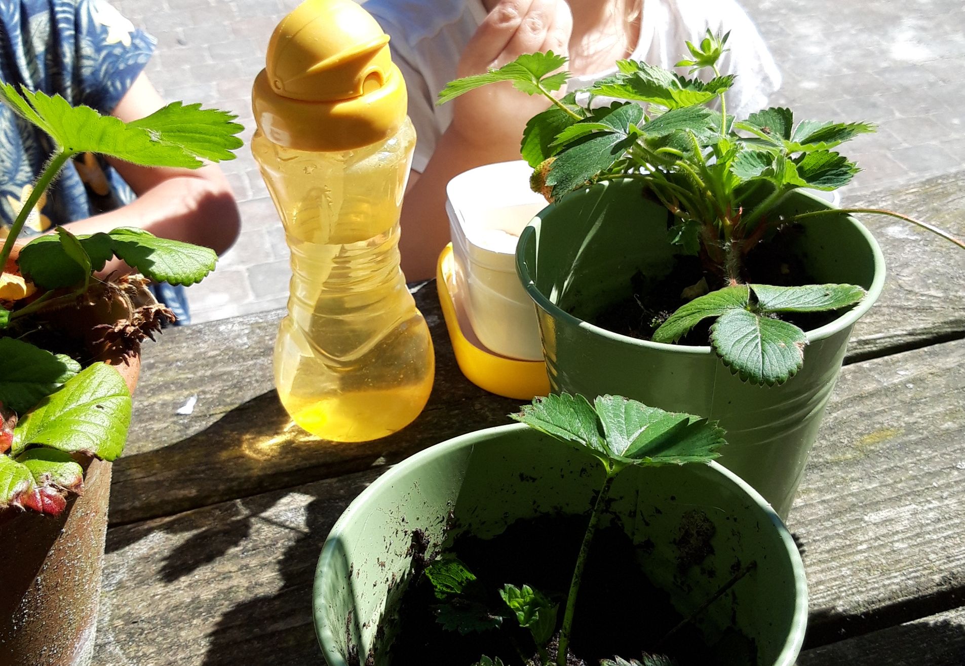 Gastouderopvang de Lelie