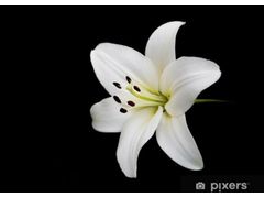 Gastouderopvang de Lelie